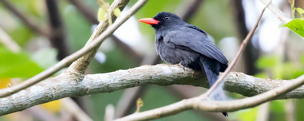 Black-fronted-Nunbird_009882