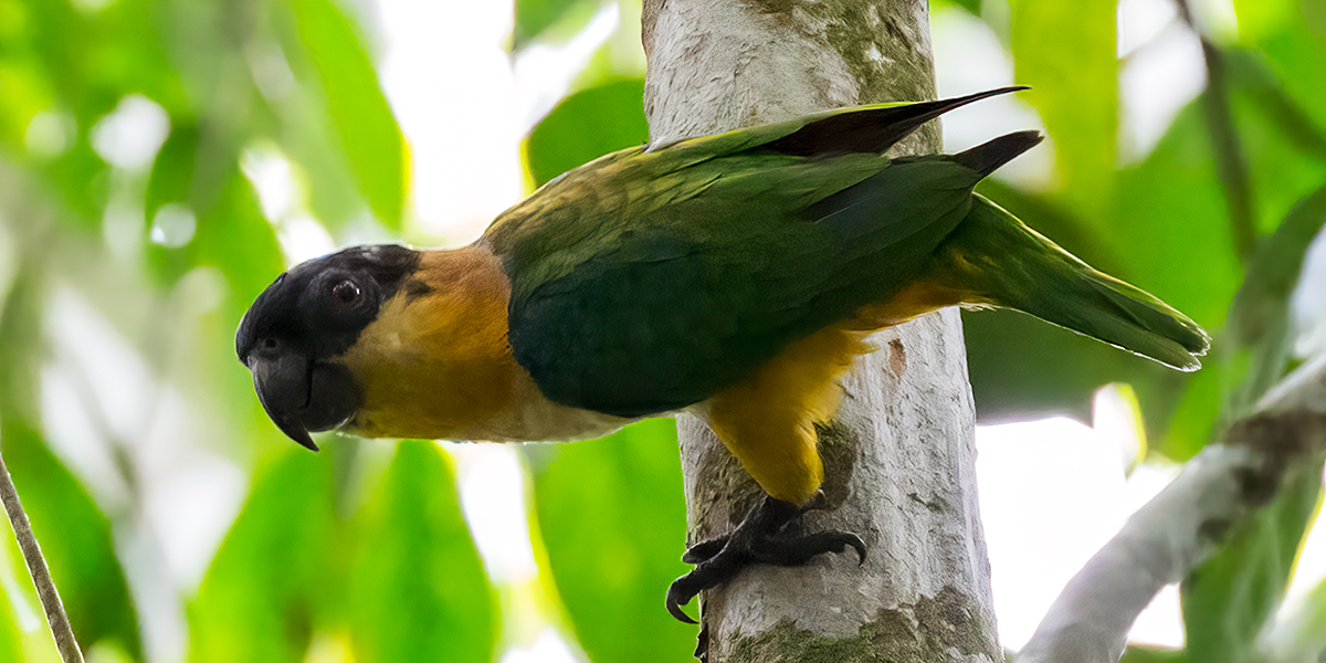 Black-headed-Parrot_001361_output