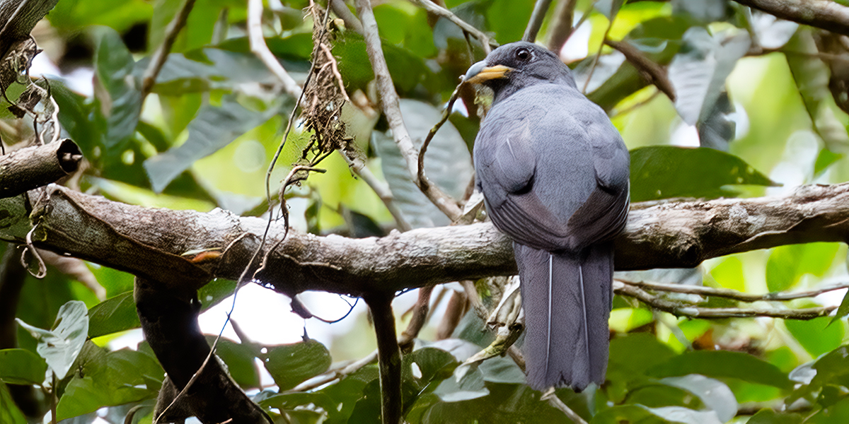 Blatc-tailed-Trogon_009792_output