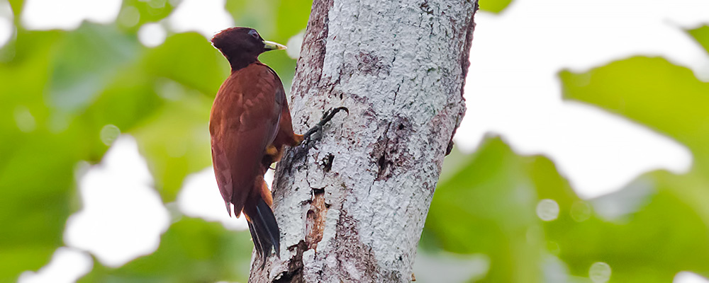 Chestnut-Woodpecker_000305