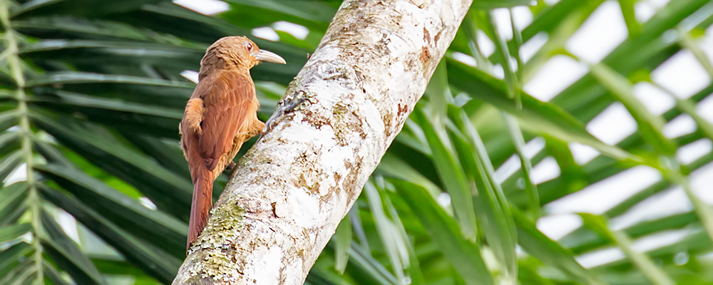 Cinamon-throated-Woodcreeper_000361