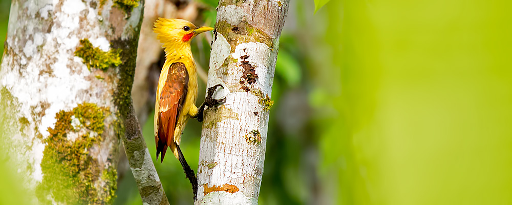 Cream-colored-Woodpecker_000376