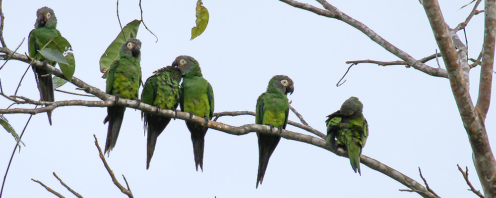 Dusky-headed-Parakeet_7827