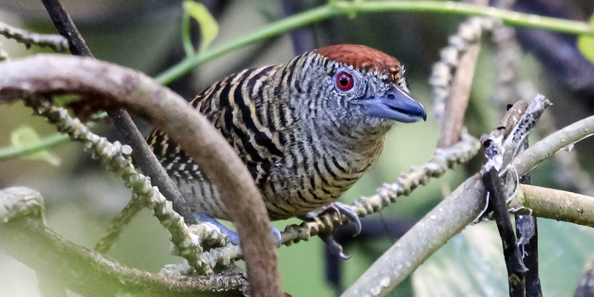 Fasciated-Antshrike_8307_output