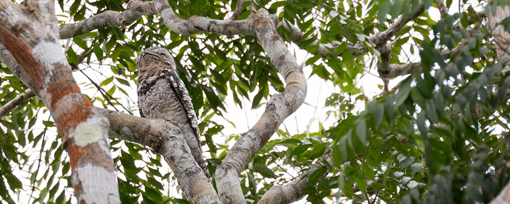 Great-Potoo_000158