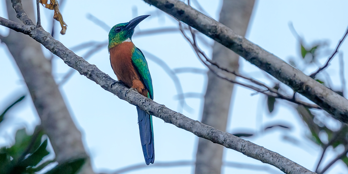 Greater-Jacamar_001650_output