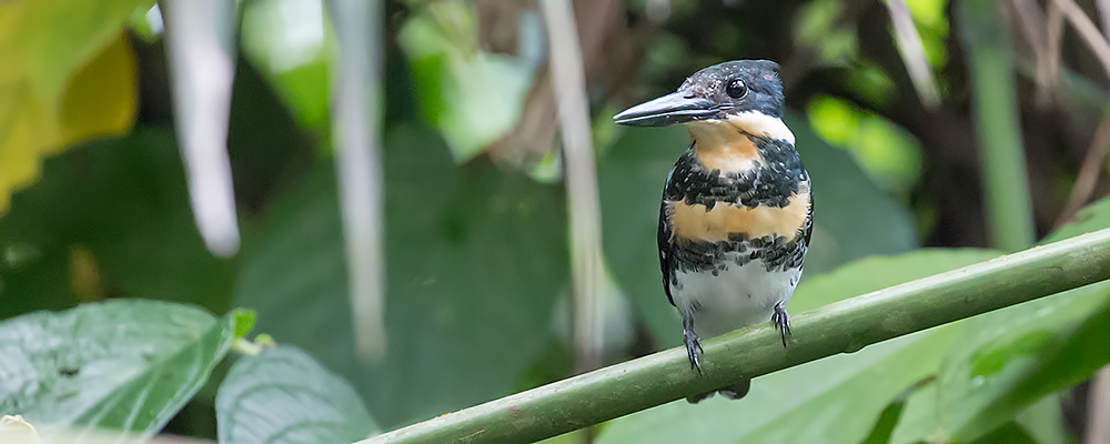 Green-Kingfisher_009973