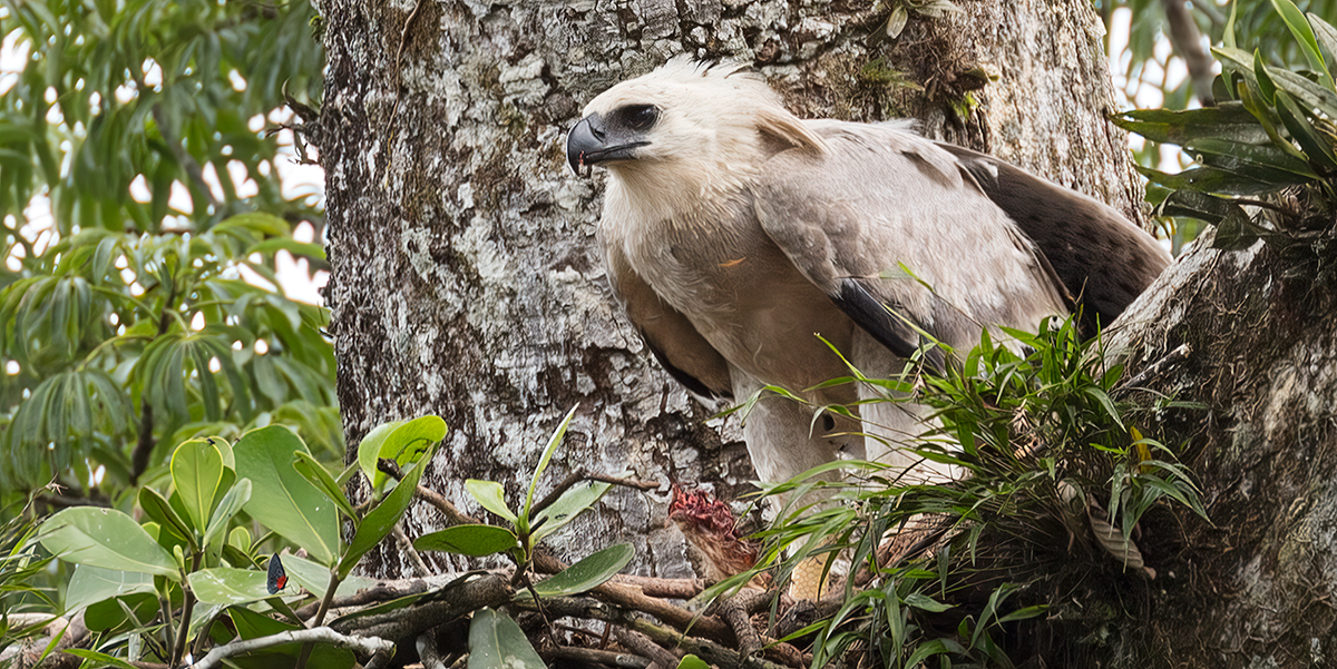 Harpy-Eagle_006264_output