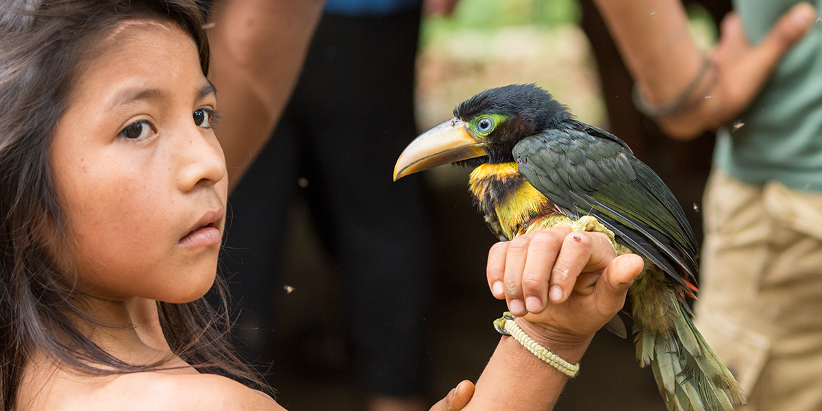 Huaorani-Golden-collared-Toucanet_001204