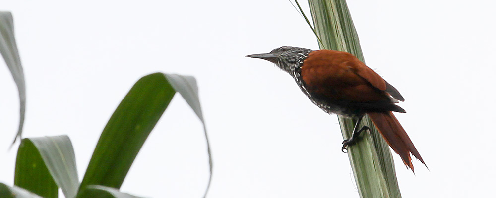 Point-tailed-Palm-Creeper_6585