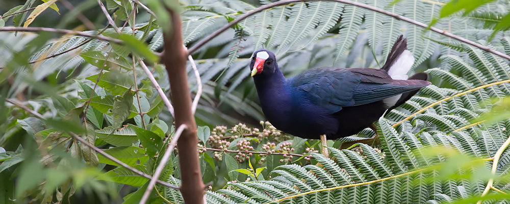 Purple-Gallinule_009925