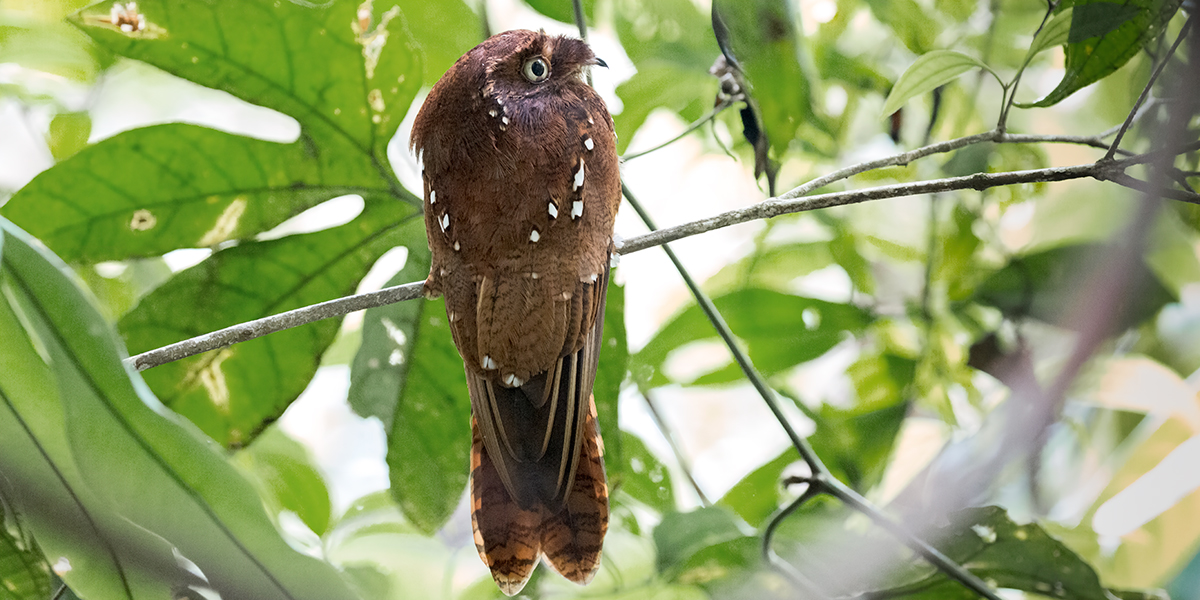 Rufous-Potoo_009746_output