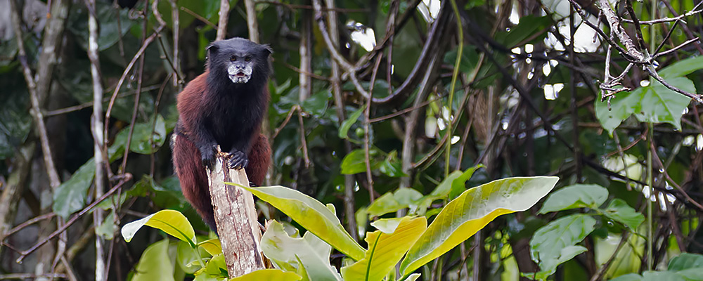 Saddleback-Tamarin_009586