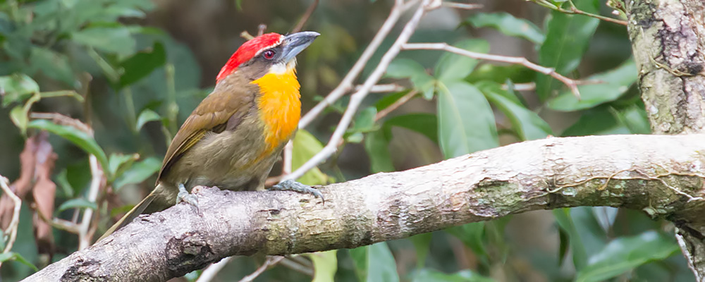 Scarlet-crowned-Barbet_009627