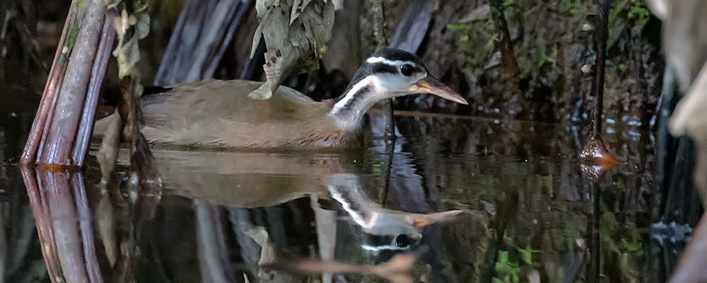 Sungrebe_001251