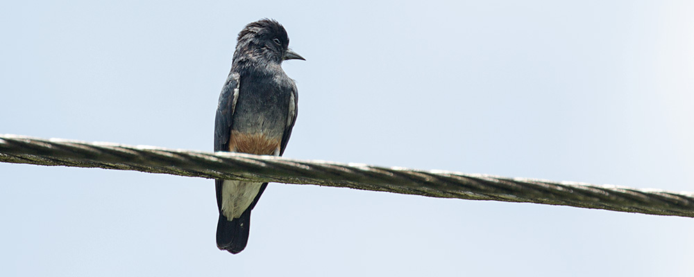 Swallow-winged-Puffbird_002049