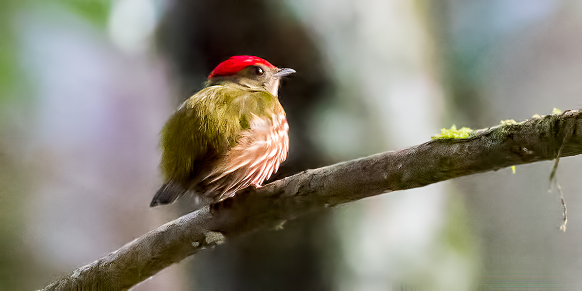 Western-striped-Manakin_001289_output-(2)