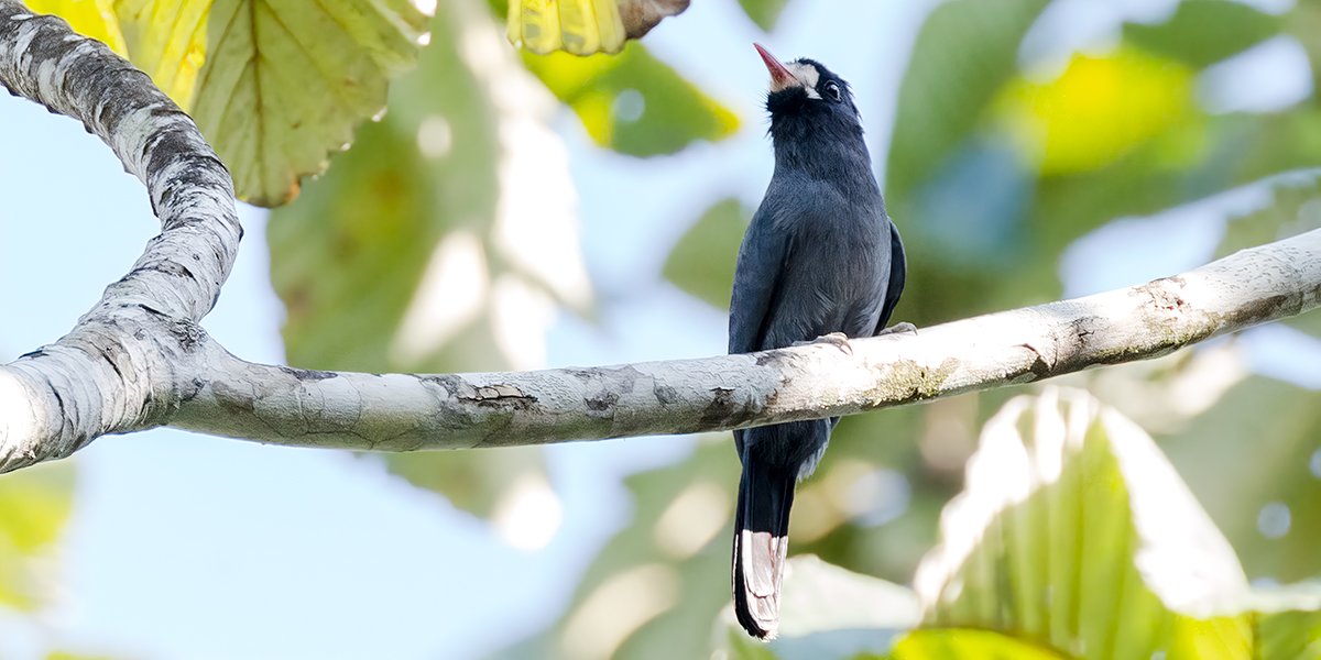 White-fronted-Nunbird_001876_output