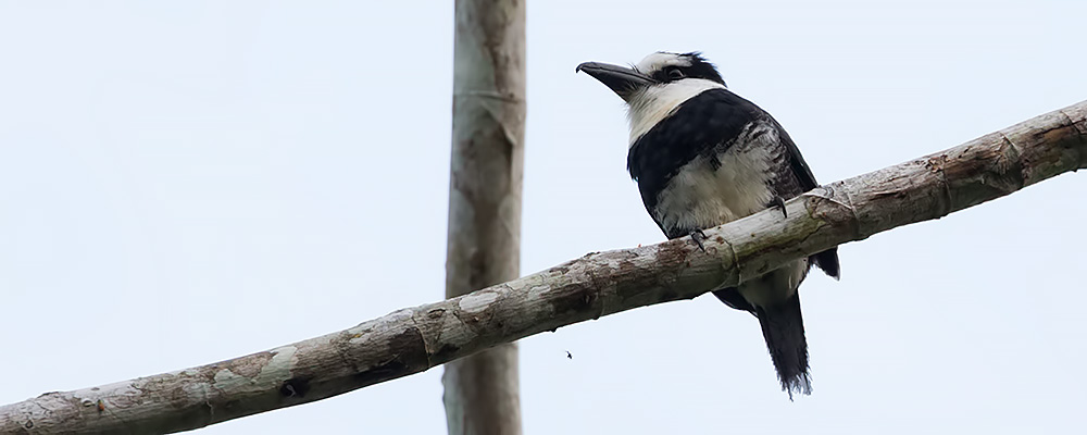 White-necked-Pufbird_009861