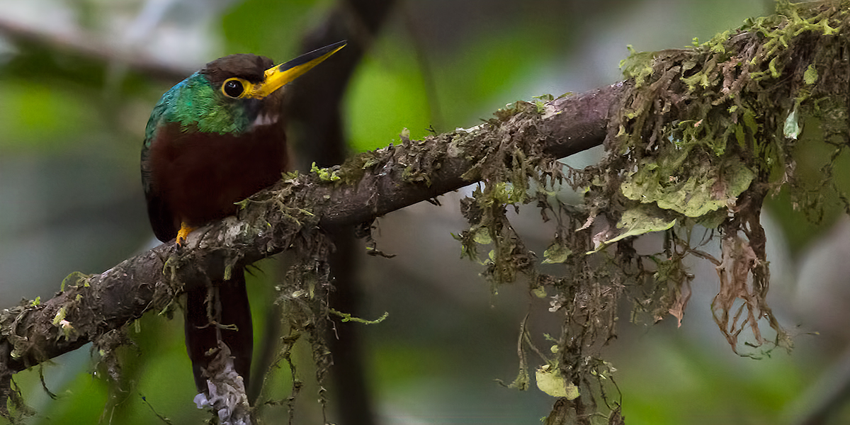 Yellow-billed-Jacamar_006282_output